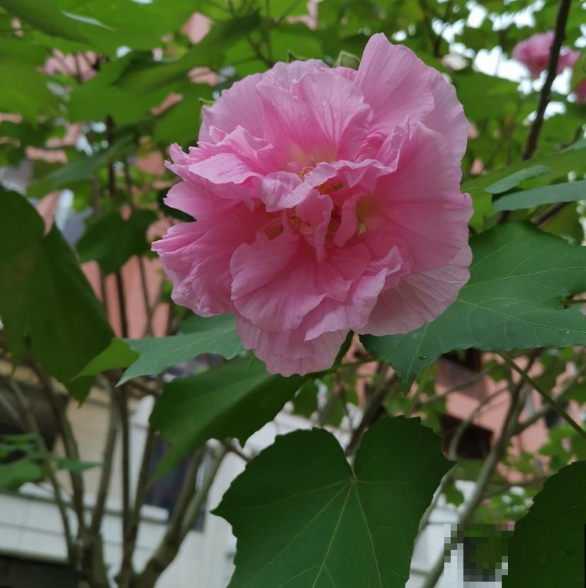 养盆芙蓉花，开出比脸还大的花，冬季赏花又多一盆！