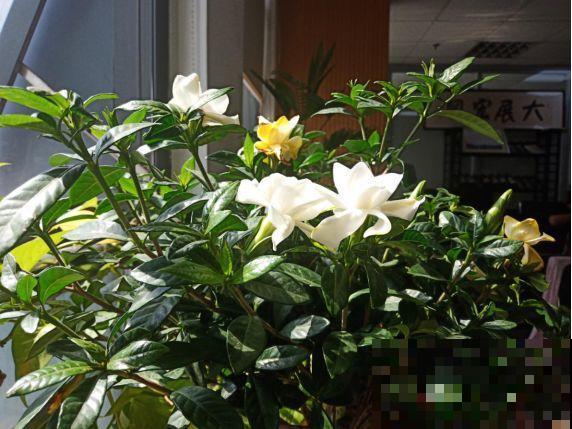 人养花，花也养人，这15种花，越养家里越干净！