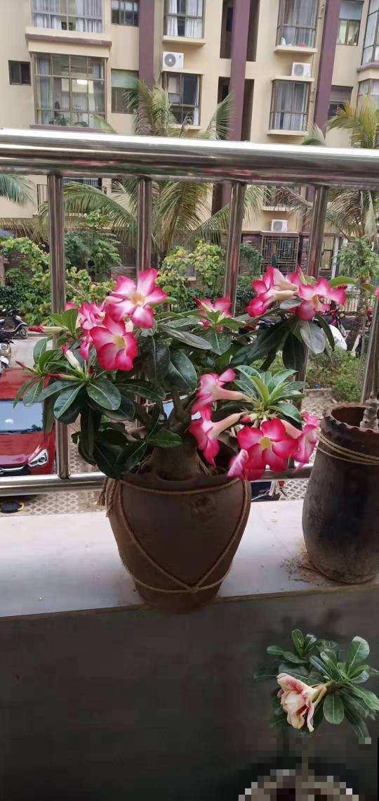 这花比绿萝还好养，开花还很勤快，懒人必备