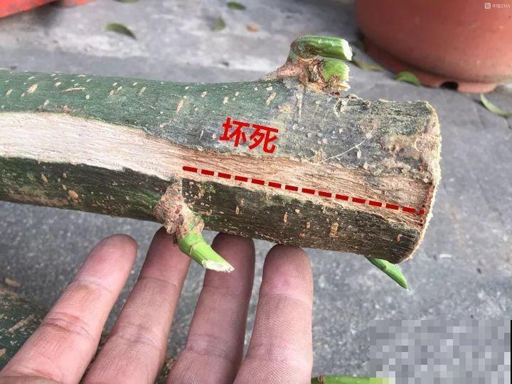 这么贵的花，扔路上随便捡，后悔没带个大麻袋！