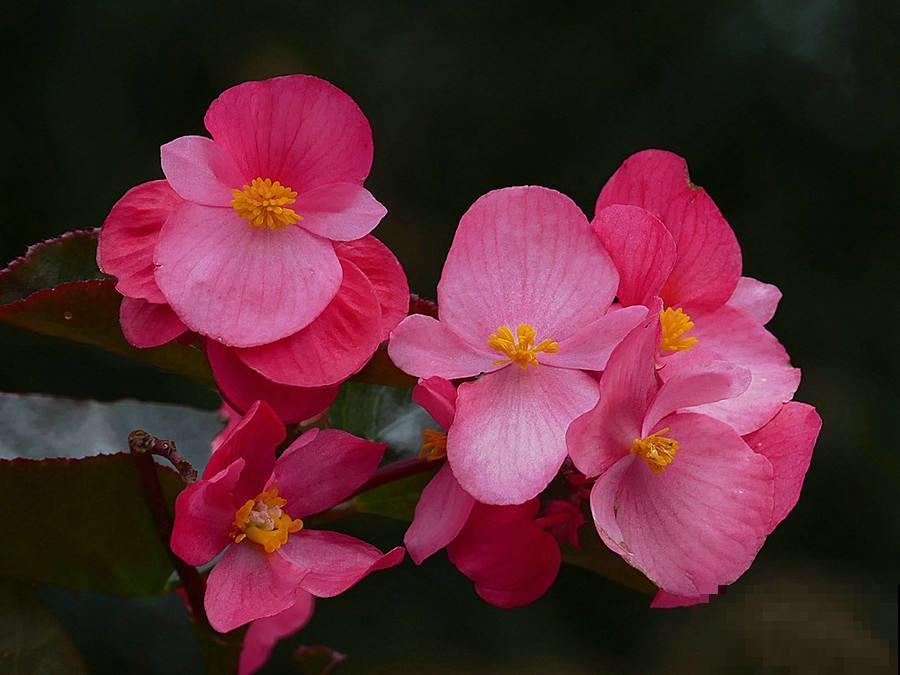 12月也想赏花，这种冬花植物赶紧养一盆，陪你度过五彩斑斓的冬