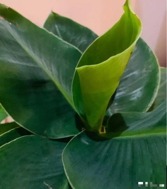 给花喂点抗冻肥，叶子又肥又绿，越长越有劲儿！