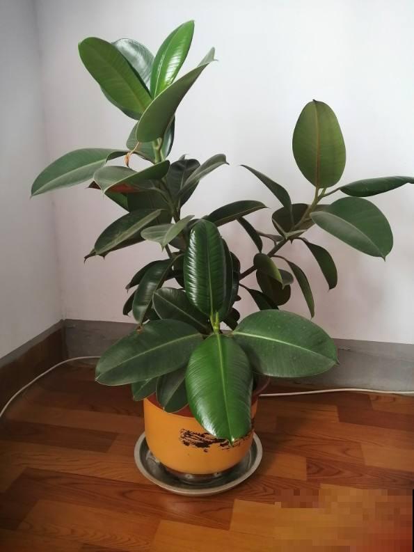 这花叶子变黄，从这3方面考虑，常年碧绿惹人爱！