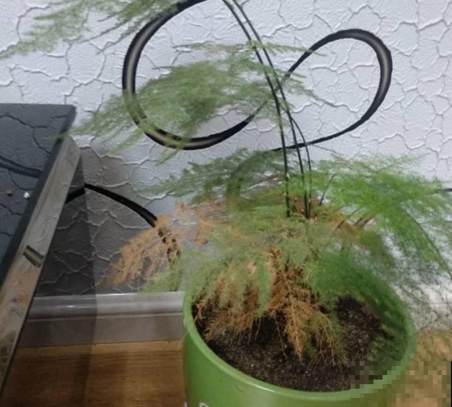 文竹叶子全黄了！找原因，找措施，很快就恢复回来了！