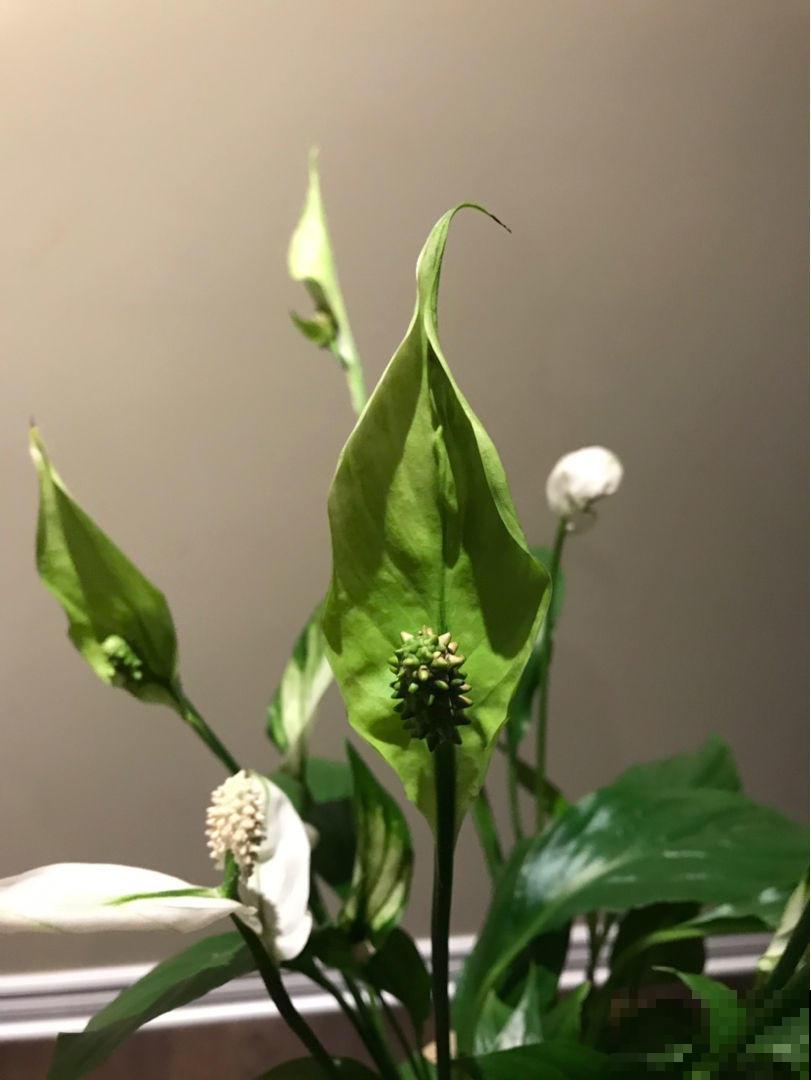 养的白掌叶子腐烂逐渐变黑？根部积水了，把控好浇水叶子绿油油