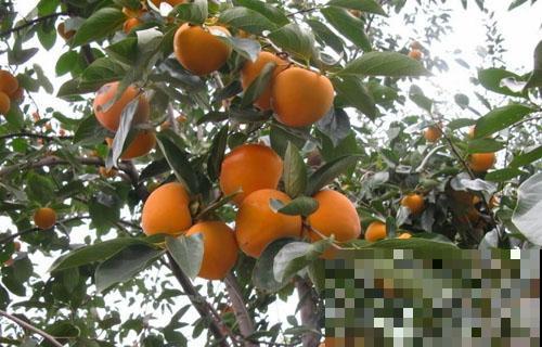 脆柿子吃完后，小黑核直接吐花盆里，几天冒出茂盛小森林！
