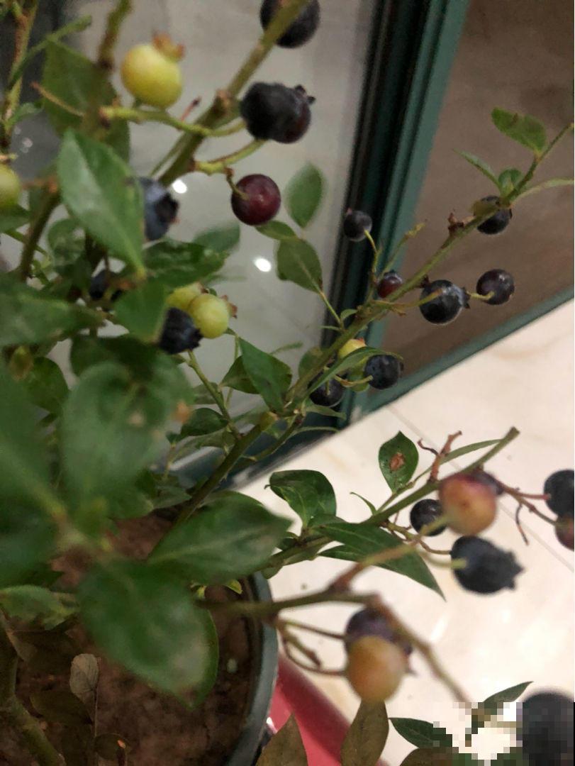 自己种蓝莓，花期多晒晒太阳，结出的果实又大又甜