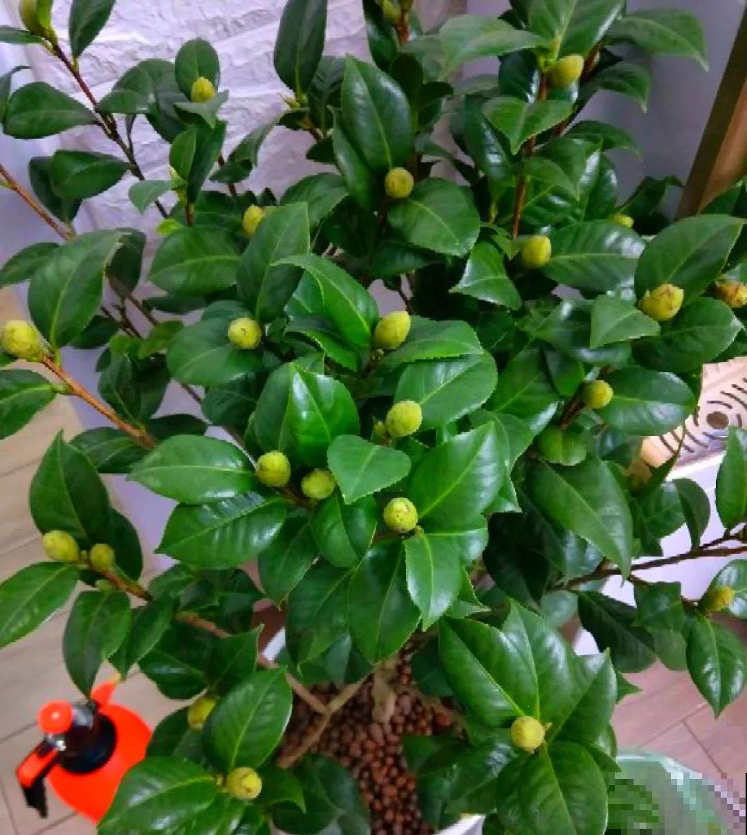 想要长寿花冬天抗冻一点，趁现在撒把肥，叶子厚实开花还多！