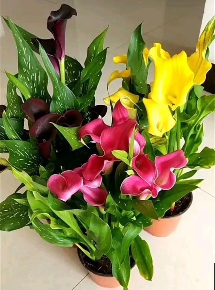 这9种花，养一盆一年四季有的看，不知道的还以为是塑料花！