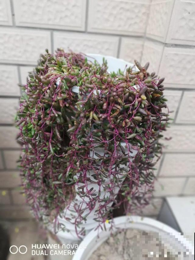 紫玄月掐根枝就能活，漂亮又好养，盆盆长成小瀑布！