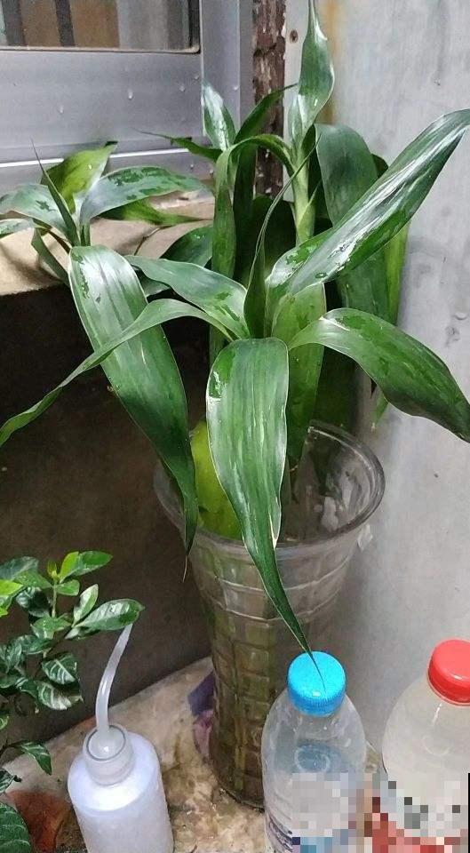 家有富贵竹，教你几点技巧，株型健壮，人见人爱