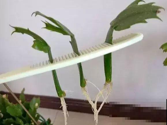长寿花叶插最好活，现在整两盆，明年多到得送人！