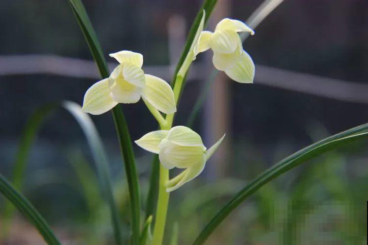 兰花最全养护要点，一年四季绿油油，开花还能香满屋！