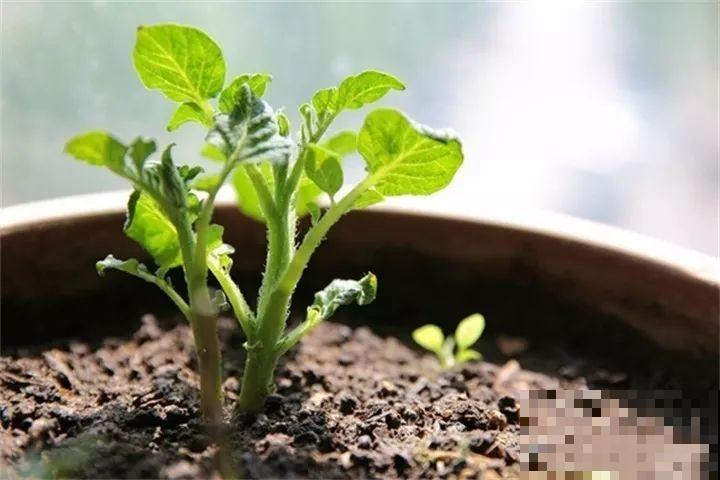 发芽的土豆先别扔，切块埋土里，仨月收获一箩筐！