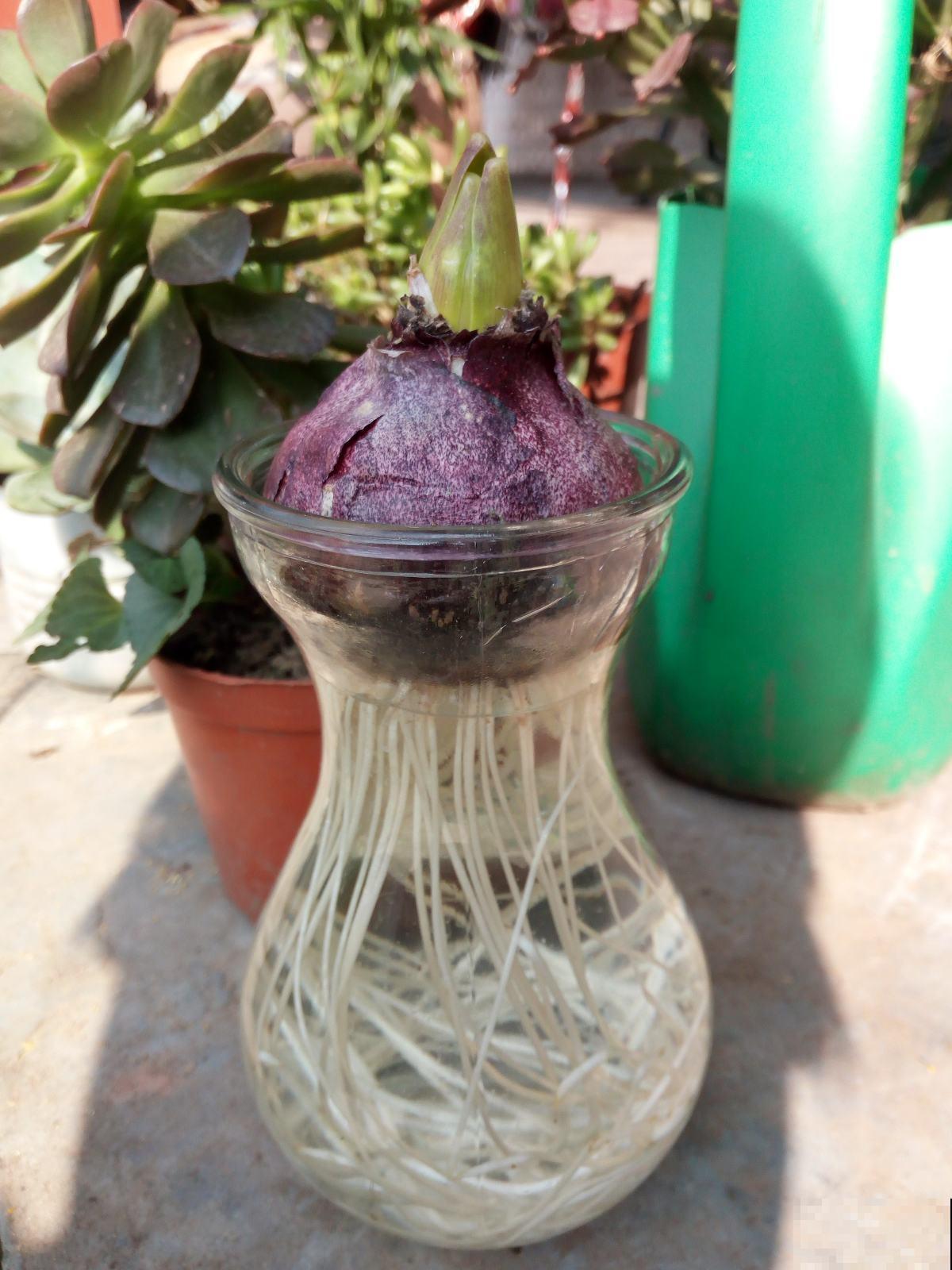 冬天养什么花？这5种花到了冬天就疯长，个个都是开花机器！
