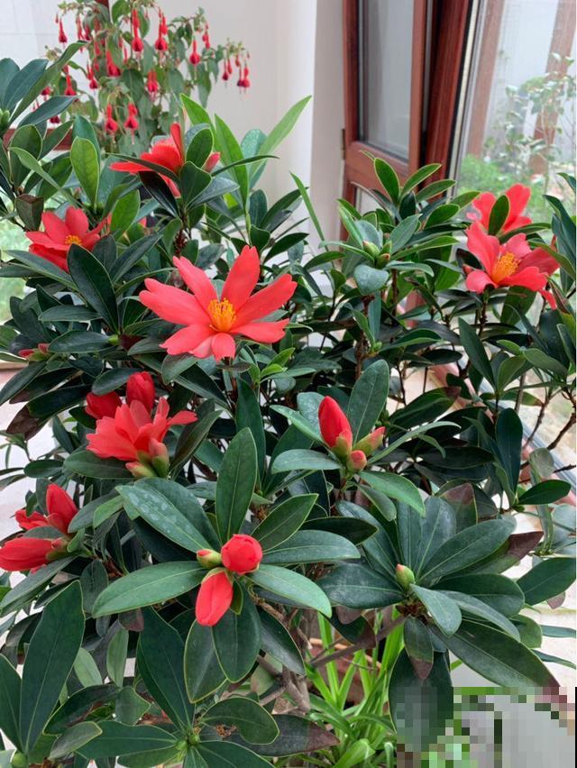 家里植物一年一次的换土，换下的土还有营养价值吗？花农这么处理