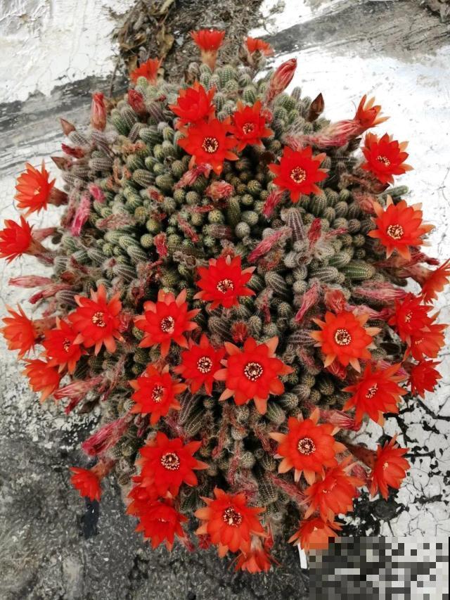 这8种花，养养就成巨无霸，3个大汉都搬不动！