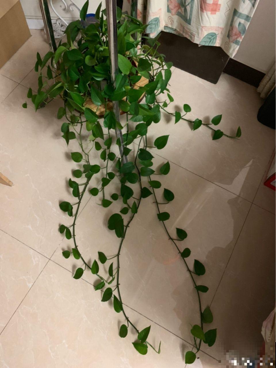 蟹爪兰光长叶子不开花？用它喷一喷，能看一冬天！