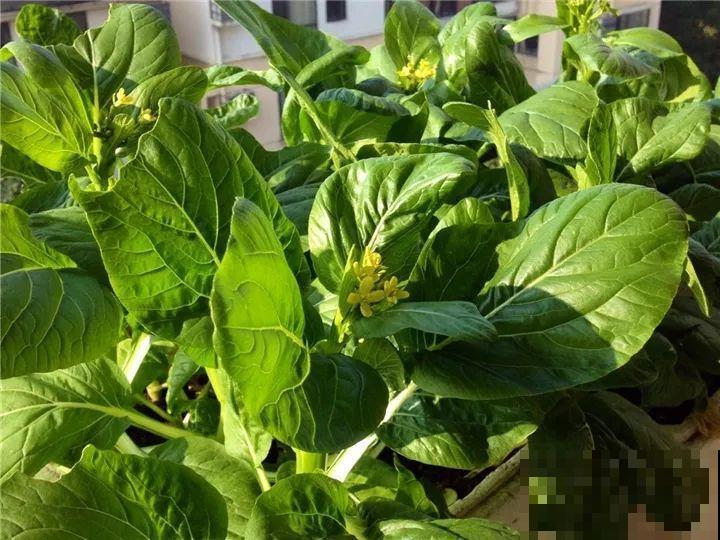 适合秋天种的15种蔬菜，泡沫箱里撒把籽，下个月就能吃！