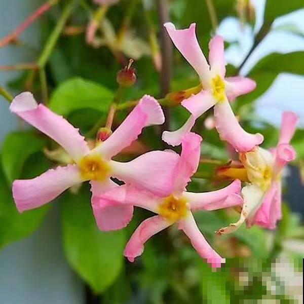 6种好看的花，可以让你的阳台不再单调，也太迷人了