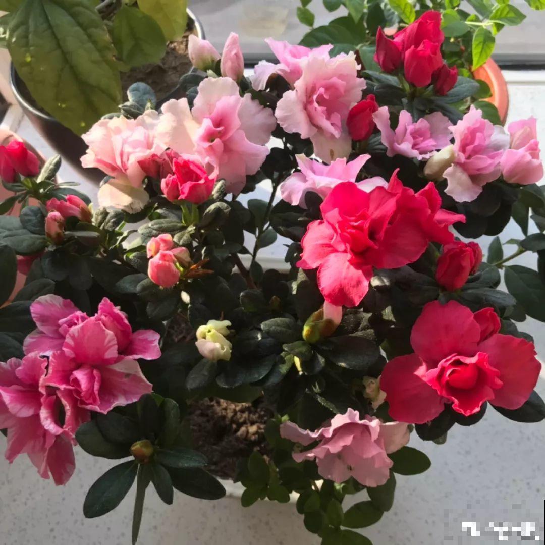 20种花不怕冷，大冬天照样开花，南北方都能养！