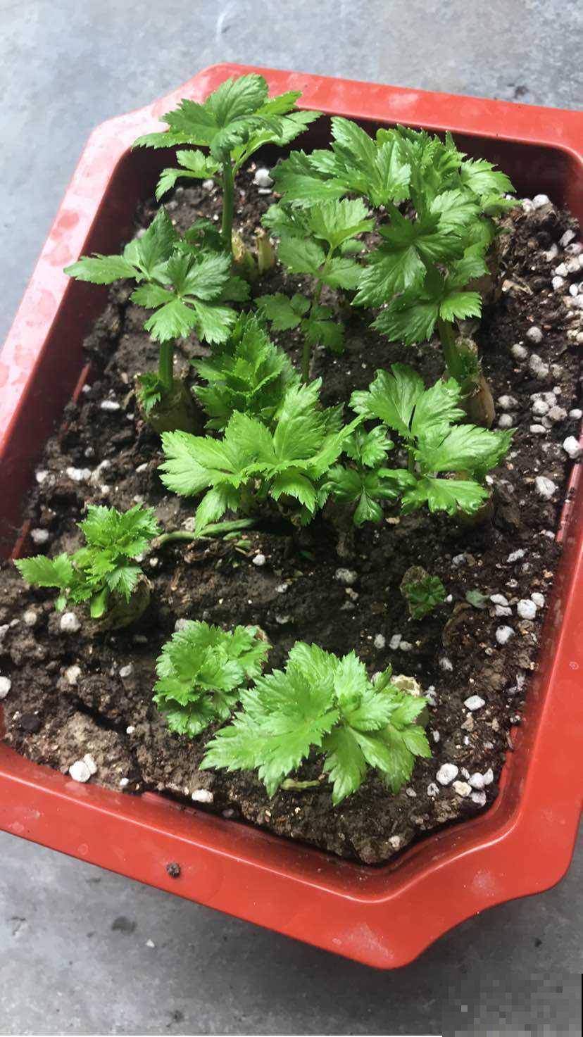 切菜剩下的芹菜根别扔，放花盆里种上，不到一个月就能长出来