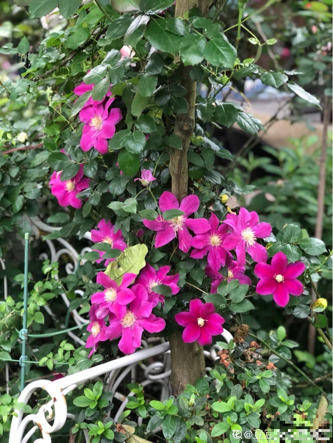 不同季节种不一样的花，这样的院子，才是我心中的世外桃源！