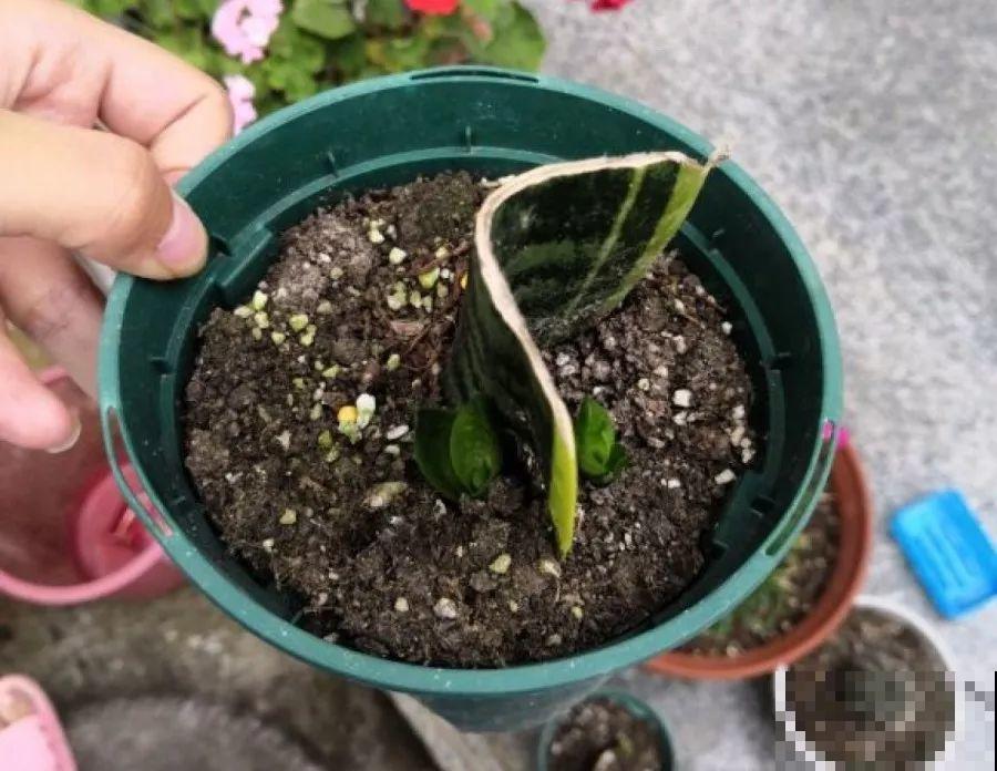 这花冬天容易死，赶紧扦插备份，小心一个冷风就吹没了！