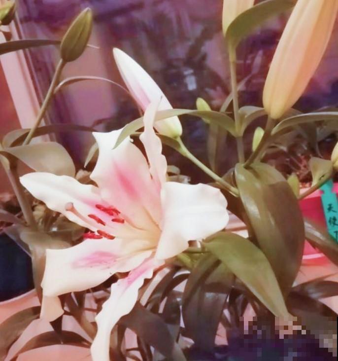 盆栽百合花，放阳台，清新淡雅，香气满满！