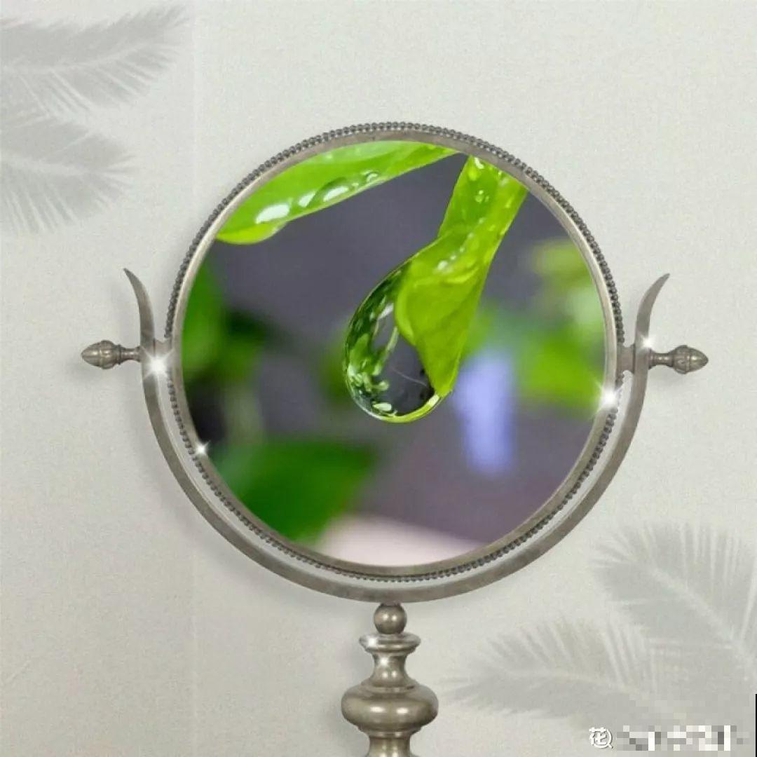 养花流行这么拍照，加个框，档次升了好几倍！