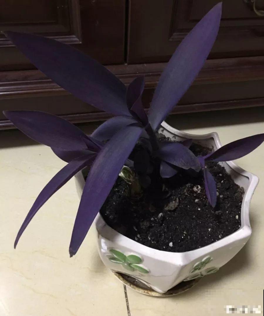 这花比绿萝好养，掐个枝栽哪都生根，随便养长一大片！