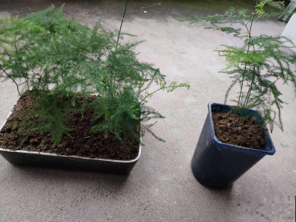 这花文雅高洁，叶子黄了太影响颜值了，这样解决