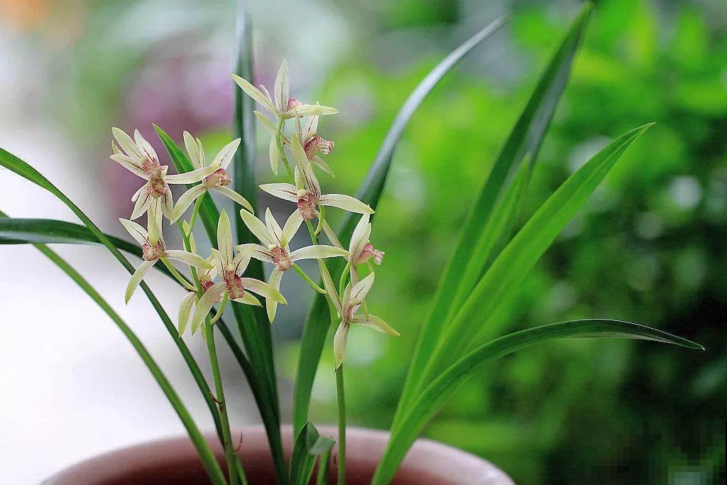 兰花最全养护要点，一年四季绿油油，开花还能香满屋！