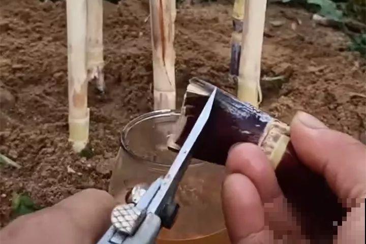 甘蔗棒子插土里，7天冒芽，来年窜到房顶高，吃不完！
