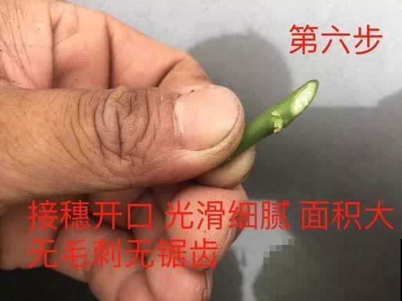 10块钱的月季，他养两年，转眼价格翻了几十倍！