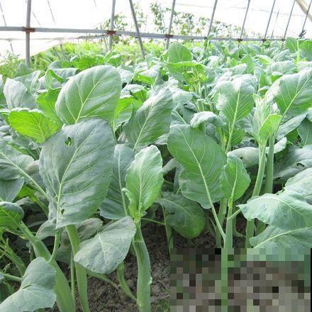 秋冬还能种这菜？一年的最后一波，抓紧上车还能吃到新鲜的！
