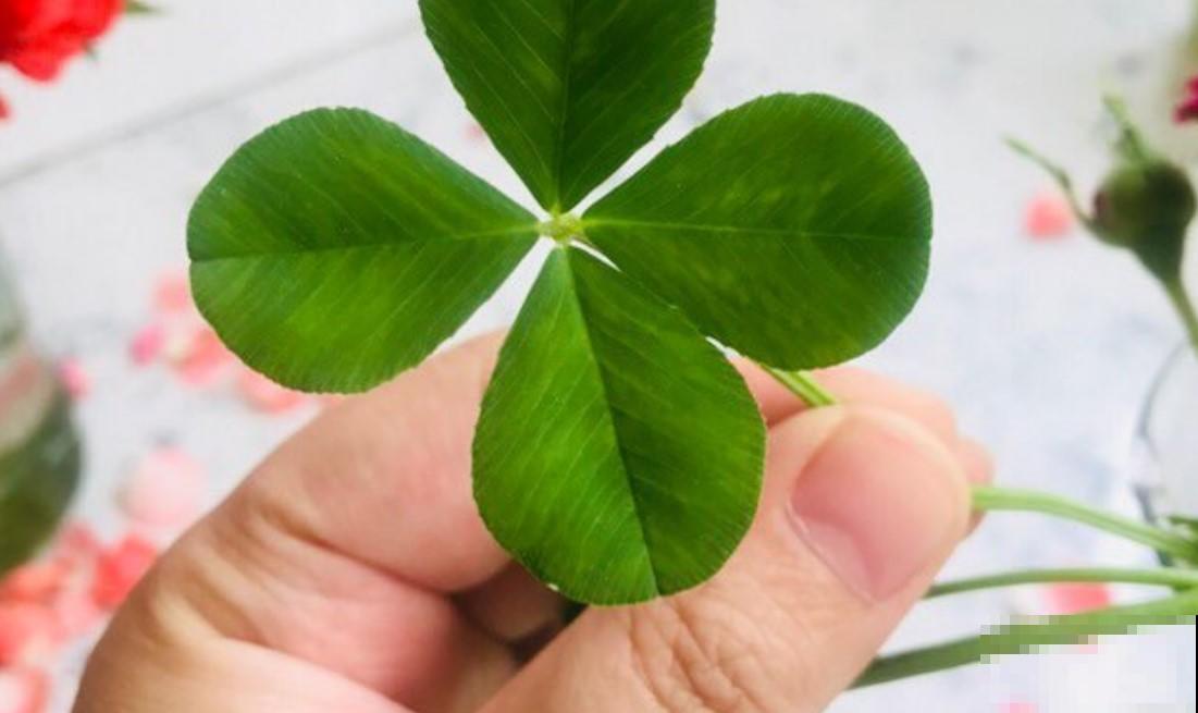 四叶草在农村经常见，现在却不常见，遇到就是一种幸福！