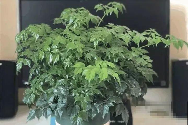 40种常见花，冬天就这么养，叶子绿油油照开不误！