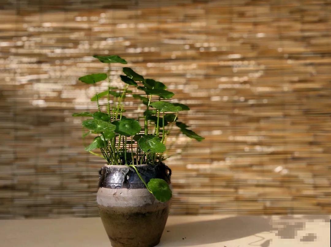 想养好花，就得付出劳动，从开花到结果，无一不是美的！