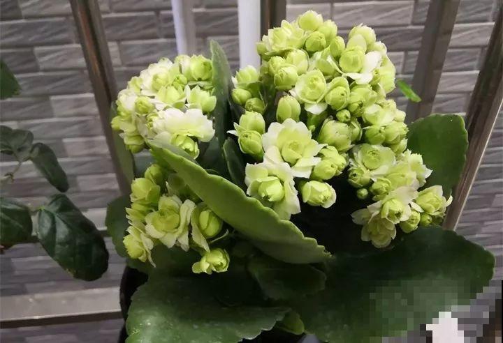 这8种花，其实都是多肉，旱着养才能长爆盆！