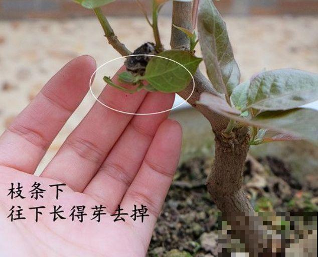 养了5年的三角梅，一长高就砍，终于变成精品老桩！