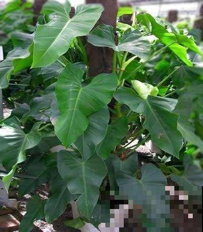 冬天养绿宝石，想让叶片油绿锃亮惹人爱，就要干好这件事！