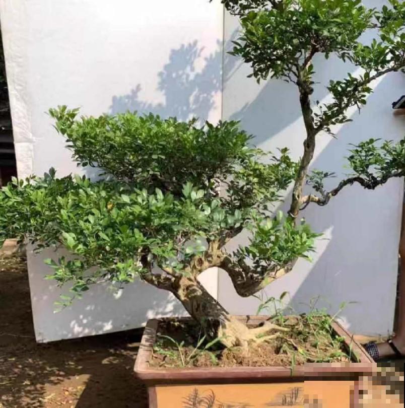 阳台盆栽九里香，回家老远就能闻到，邻居直羡慕！