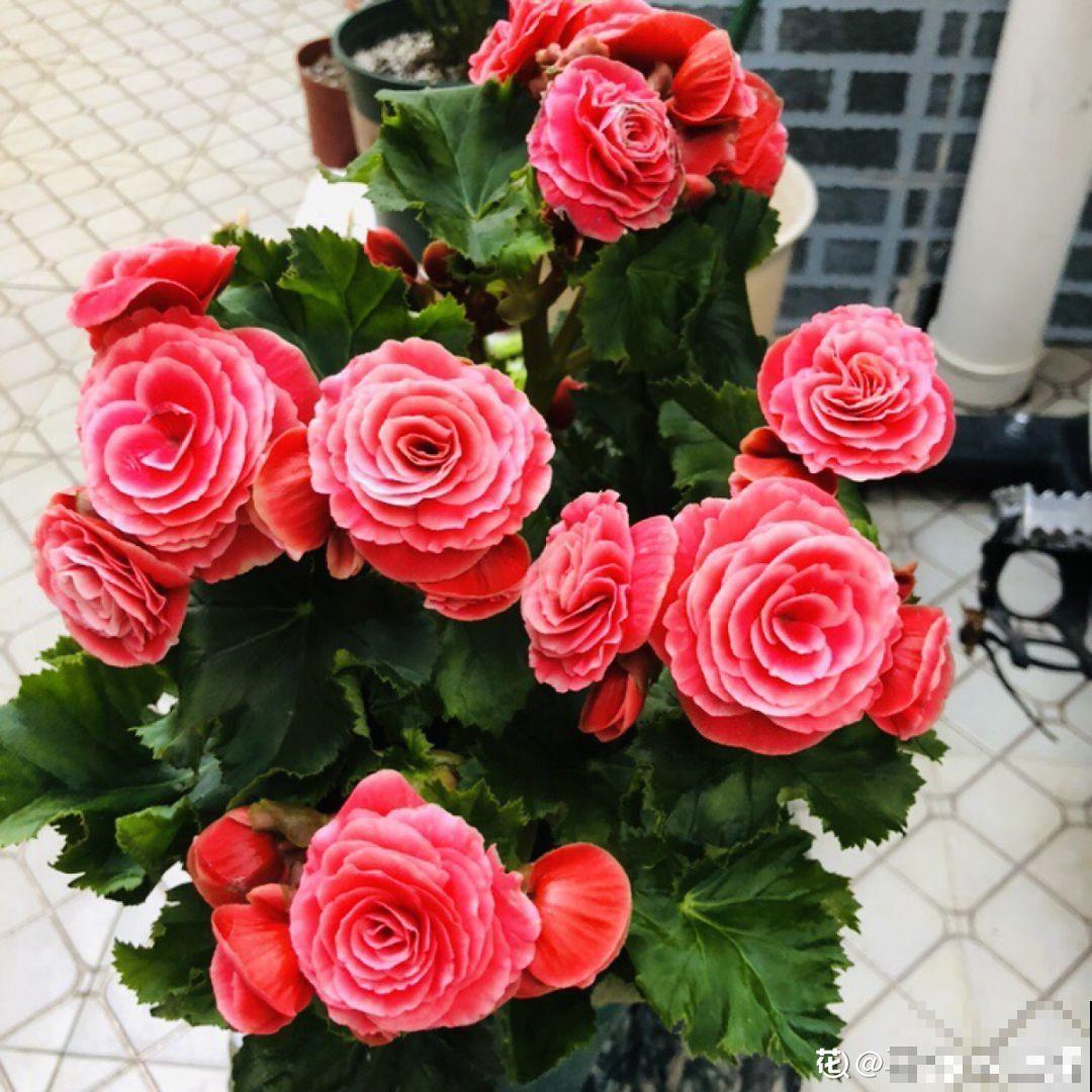 11种耐阴花，光不好也能嗖嗖长，开出2米大花墙！