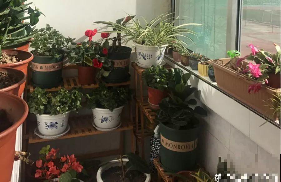 冬天养这4种花，别放窗户边，小心不剩一片好叶子！