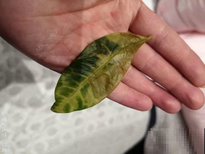 10种花，冬天切记管住手，小心浇完水就掉叶子！