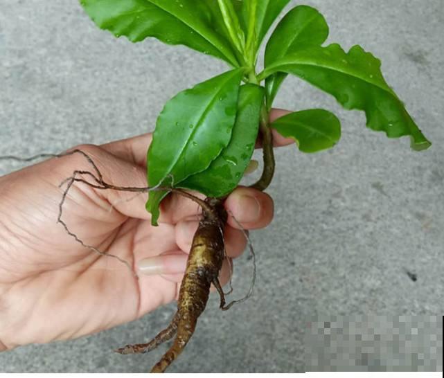 你以为它是野草，其实是个土人参，炖汤太滋补！