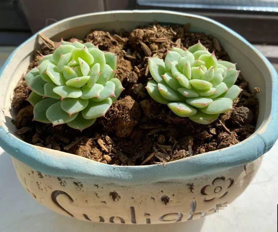 这种多肉，是界内的群生小霸王，长得跟一朵朵小花似的！