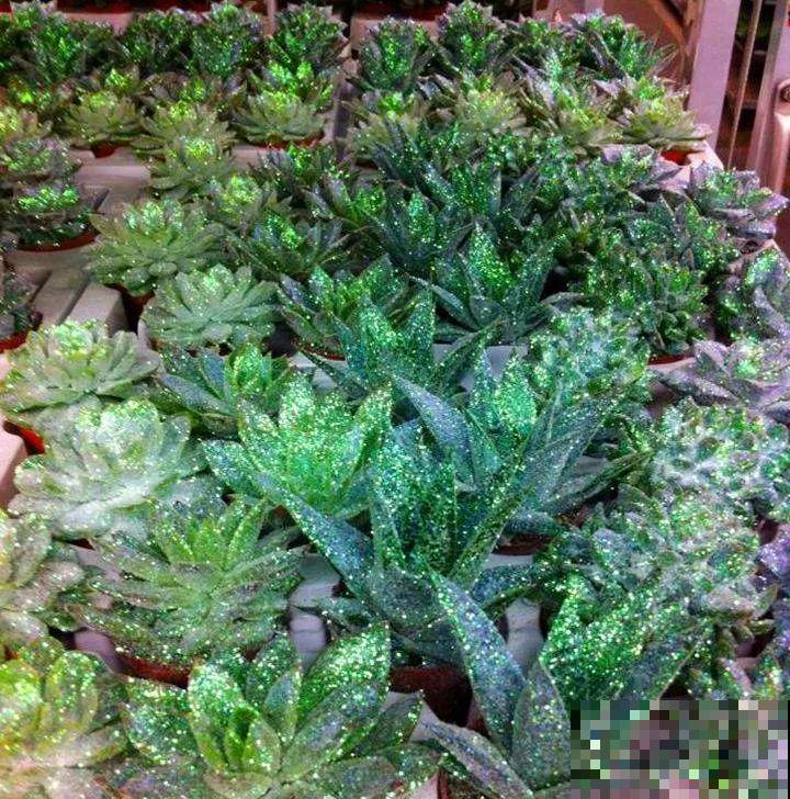 看见这花可别买，忍住，小心被忽悠，花钱买气受！
