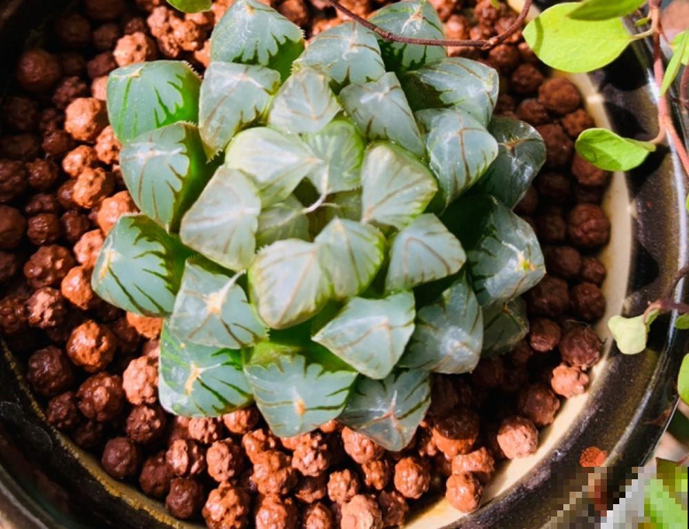 这些植物养在吊盆上，精致又好看，你家有吗？
